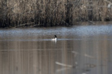 beyaz kuyruklu karga (fulica atra) )