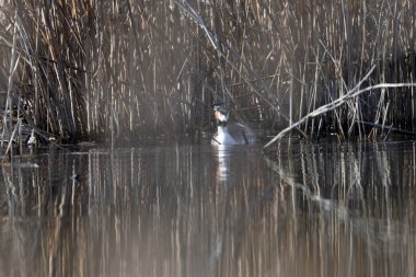 Ormandaki vahşi bir balıkçıl..
