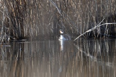 Büyük gri balıkçıl (ardea cinerea) doğal habitat, Dublin, İrlanda 'da