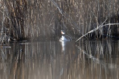 white heron in the wild