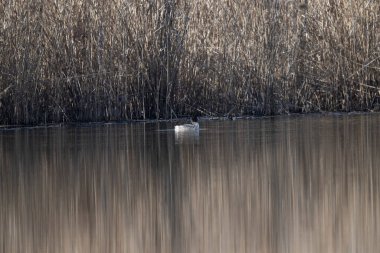 Vahşi doğada güzel bir kuş