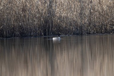 Büyük beyaz balıkçıl (ardea alba) doğal bir yaşam alanında.