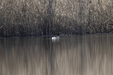 Doğanın güzel manzarası