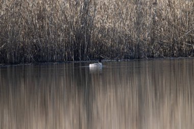 Suda yüzen beyaz bir kuğu.