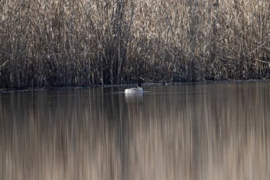 Güneşli bir günde gölün sularında beyaz bir kuşun yakın plan çekimi.