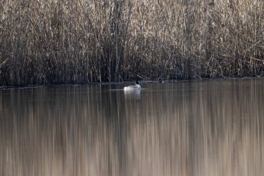 Gölde yüzen küçük beyaz bir kuğu..