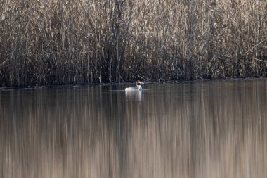 Büyük beyaz balıkçıl (ardea cinerea) gölette yüzüyor