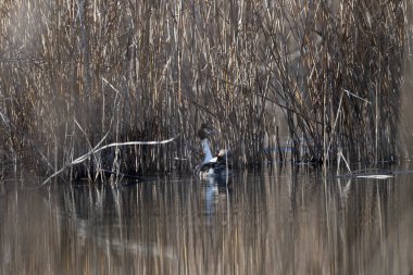 Sudaki bir kuşun güzel manzarası
