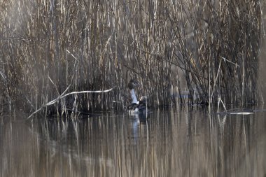 Doğal ortamdaki vahşi kuş, doğa serisi.