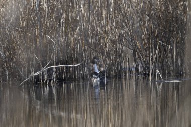 Ormanın güzel manzarası