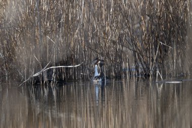 Sudaki küçük bir kuş.