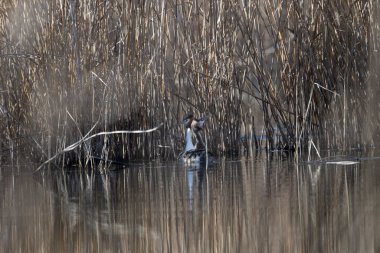 Gölette balıkçıl
