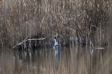 Göldeki bir teknede bir balıkçı..