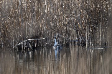 Sudaki küçük bir kuş.