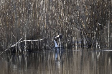 Suda bir balıkçıl.
