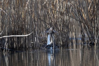 Büyük beyaz balıkçıl
