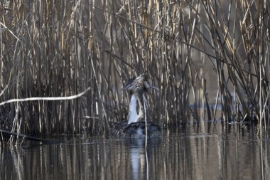 Gölde büyük bir balıkçıl.