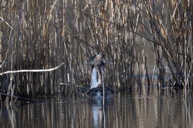 Vahşi doğada büyük beyaz balıkçıl