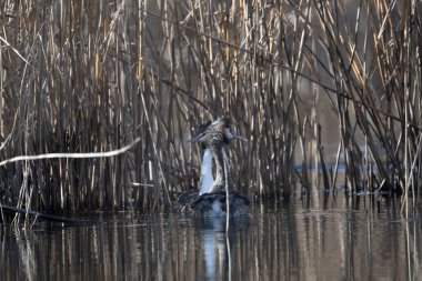 Gri balıkçıl doğal yaşam alanında.