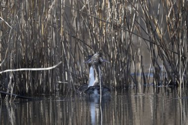 Büyük beyaz ördek (ardea alba) gölette yüzüyor.