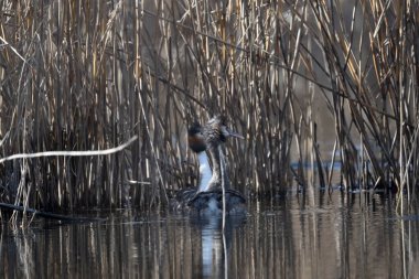 Gölde büyük ibikli grebe