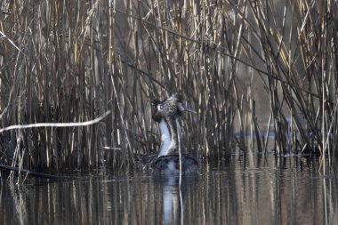 Ördek gölde yüzüyor.