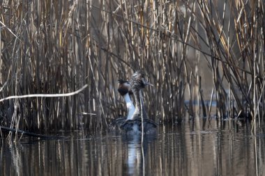 siyah - kuyruklu balıkçıl (egretta garzetta )