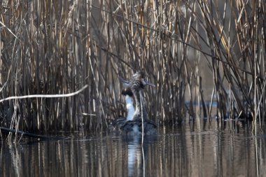 Kanada kazı, Branta kanadensis