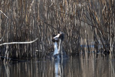 Siyah balıkçıl (ardea cinerea )