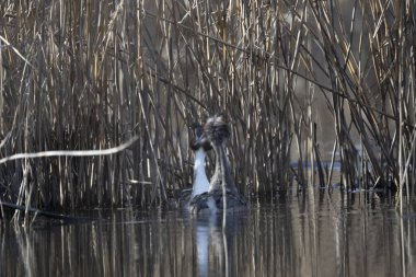 Parktaki güzel bir kuş manzarası.