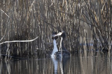 Gölde siyah bir kuğu