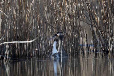 Japonya 'da siyah balıkçıl (ardea cinerea)