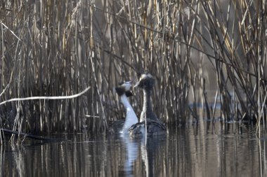 Büyük beyaz yunus, grebes, pogreeps