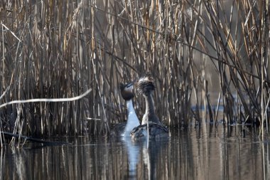 siyah kanatlı ördek, siyanus hianensis, erkek, yetişkin ve erkek.