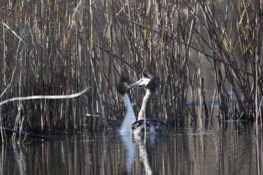 Suda beyaz kuyruklu bir kuğu (cygnus crispus).