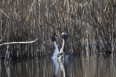 Kormorfalik karbonhidrat yuvasında bir kütüğün üzerinde duruyor.