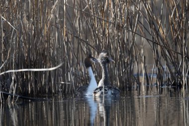 Gri balıkçıl doğal yaşam alanında, İspanya