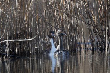 Bataklıkta yüzen gri ördek (ardea cinerea).