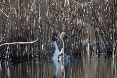 Göldeki vahşi ördekler