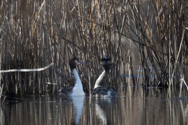 Yaygın yağ, pochydicoldicruolficus svassi