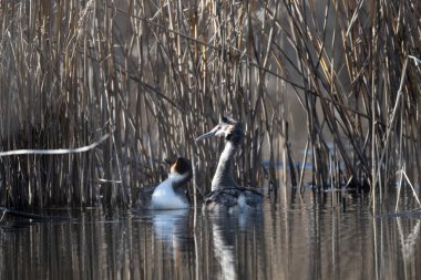 Yaygın yağ, pochydicoldicruolficus svassi