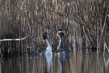 Yaygın yağ, pochydicoldicruolficus svassi
