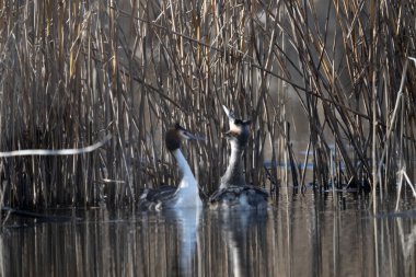 Yaygın yağ, pochydicoldicruolficus svassi