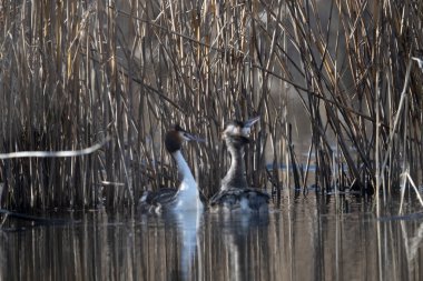 Yaygın yağ, pochydicoldicruolficus svassi