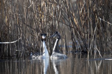Göldeki güzel bir kuş görüntüsü.
