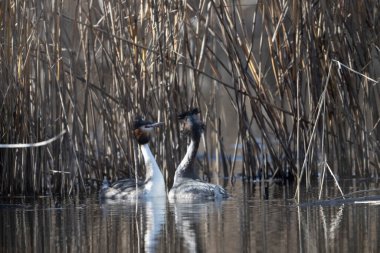 Gölde yüzen siyah bir kuğunun yakın çekimi.