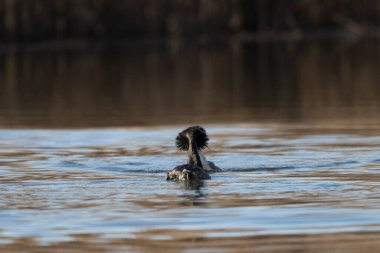 Ördek yansımasıyla suda yüzüyor..