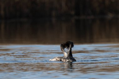 Kışın gölde siyah bir kuğu.