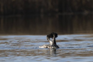 siyah ibikli grebe, podiseps kristali