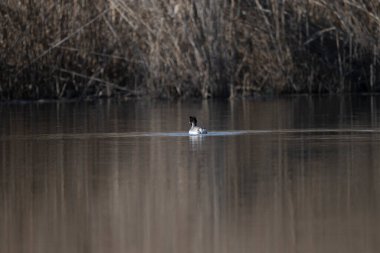 Siyah başlı ördek, (liridirius )